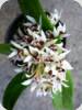Dendrobium peguanum